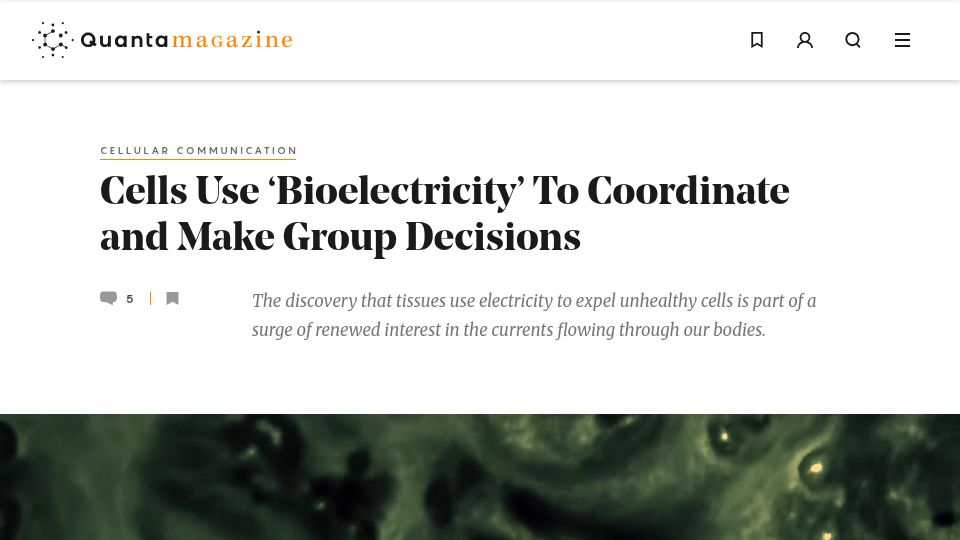 Screenshot of quantamagazine.org: Cells use 'bioelectricity' to coordinate and make group decisions