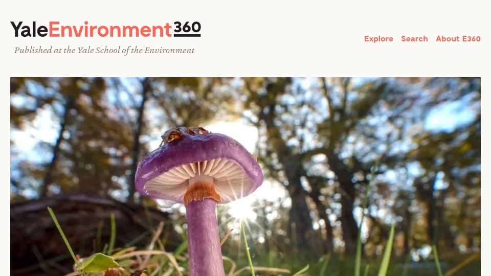 Screenshot of e360.yale.edu: Long overlooked as crucial to life, fungi start to get their due