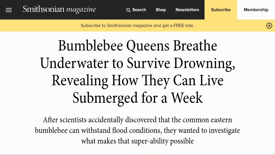Screenshot of smithsonianmag.com: Bumblebee queens breathe underwater to survive drowning
