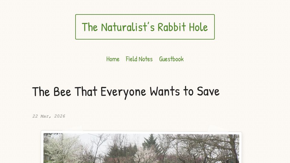 Screenshot of naturalist.bearblog.dev: The bee that everyone wants to save