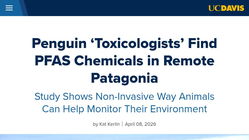 Screenshot of ucdavis.edu: Penguin 'Toxicologists' Find PFAS Chemicals in Remote Patagonia