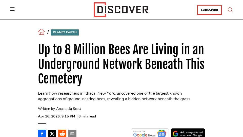 Screenshot of discovermagazine.com: Up to 8M Bees Are Living in an Underground Network Beneath This Cemetery