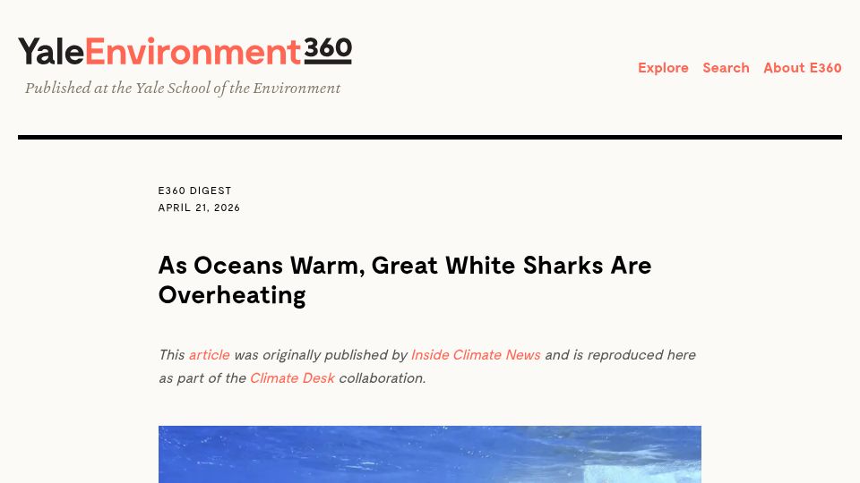 Screenshot of e360.yale.edu: As oceans warm, great white sharks are overheating
