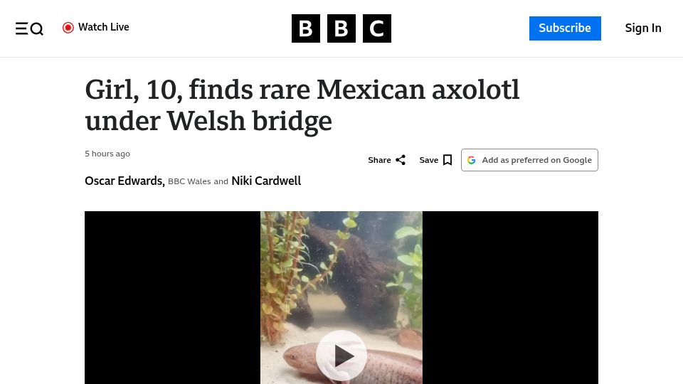 Screenshot of bbc.com: Girl, 10, finds rare Mexican axolotl under Welsh bridge
