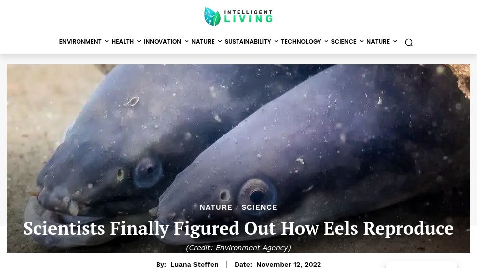 Screenshot of intelligentliving.co: Scientists Figured Out How Eels Reproduce (2022)