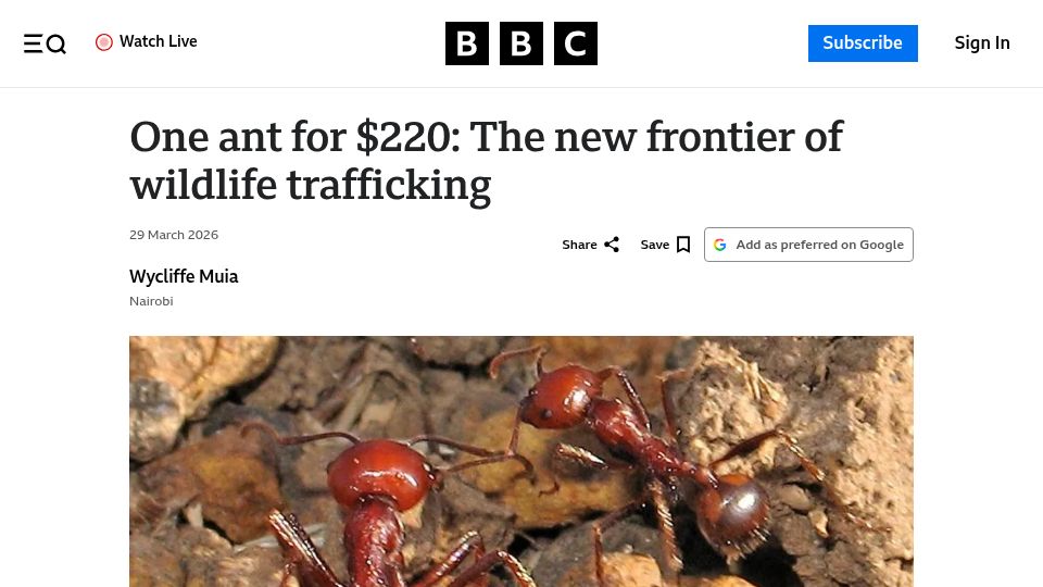 Screenshot of bbc.com: One ant for $220: The new frontier of wildlife trafficking
