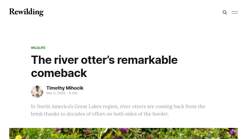 Screenshot of rewildingmag.com: The River Otter's Remarkable Comeback