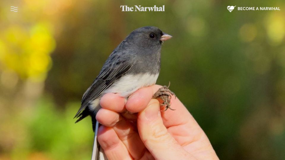 Screenshot of thenarwhal.ca: The people preserving the scientific practice of bird banding