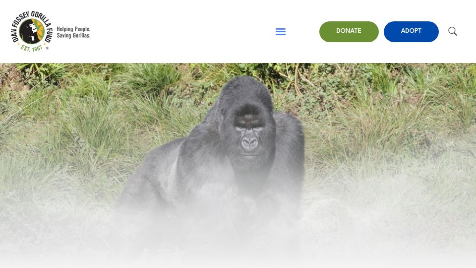 Screenshot of gorillafund.org: Silverback Imfura took a chance, and ended up alone