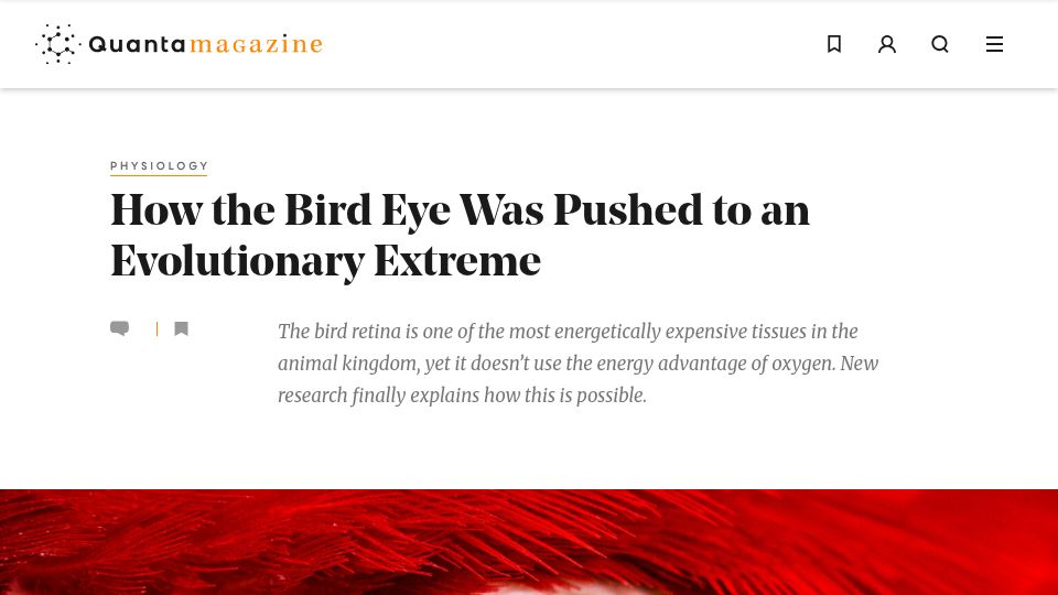 Screenshot of quantamagazine.org: The bird eye was pushed to an evolutionary extreme