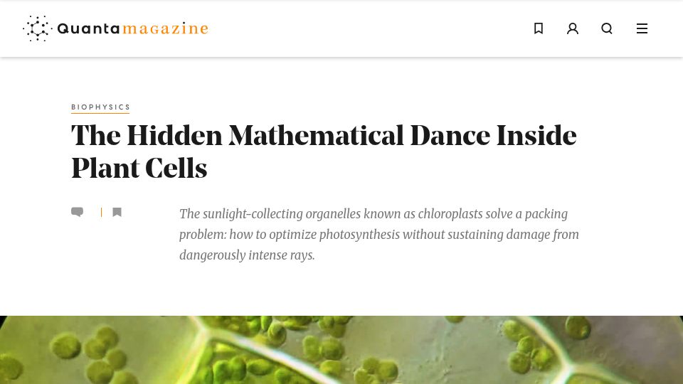 Screenshot of quantamagazine.org: The Mathematical Dance Inside Plant Cells