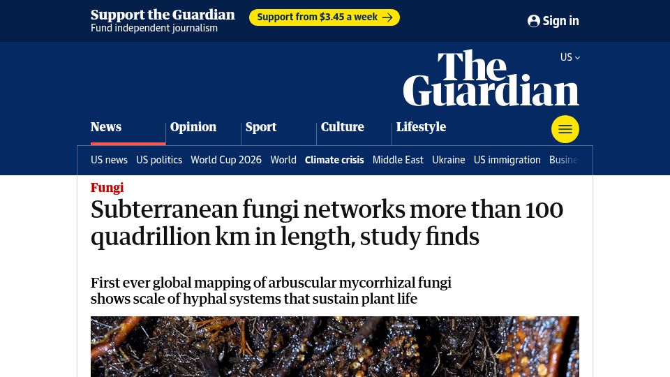 Screenshot of theguardian.com: Subterranean fungi networks more than 100 quadrillion km in length
