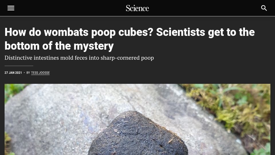 Screenshot of science.org: How do wombats poop cubes? (2021)