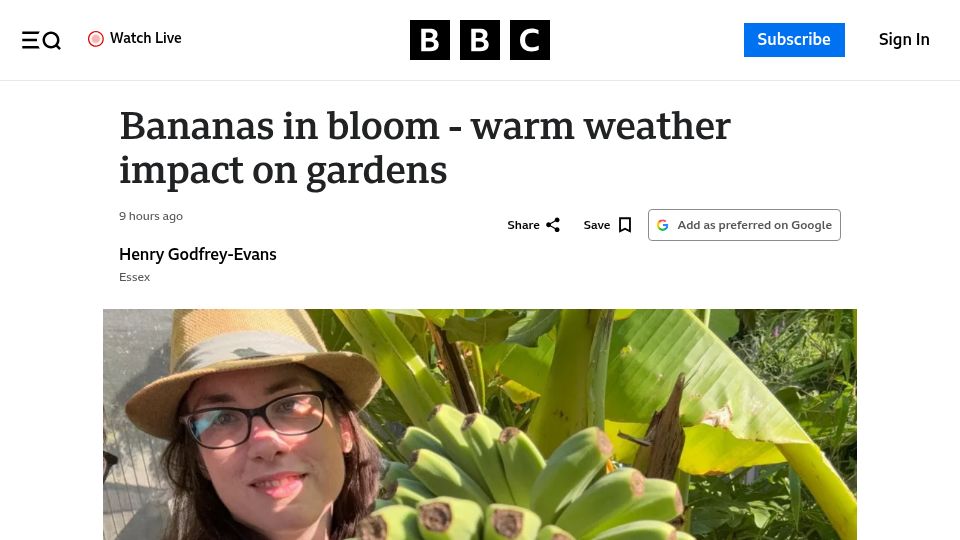 Screenshot of bbc.com: Bananas sprout in Rayleigh Garden UK after 15 years