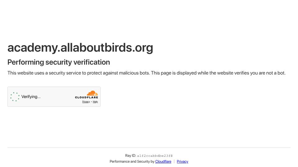 Screenshot of academy.allaboutbirds.org: Cornell's Interactive Wall of Birds