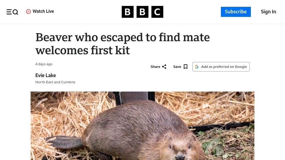 Screenshot of bbc.com: Beaver who escaped to find mate welcomes first kit