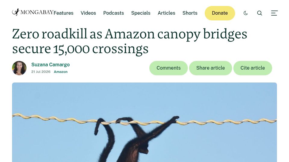 Screenshot of news.mongabay.com: Zero roadkill as Amazon canopy bridges secure 15,000 crossings