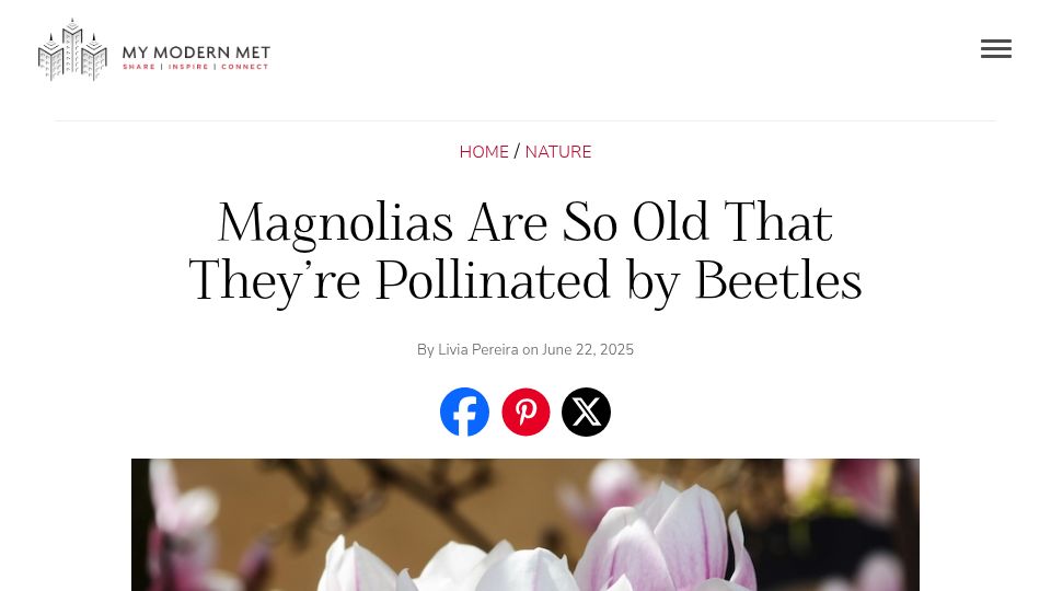Screenshot of mymodernmet.com: Magnolias are so old that they're pollinated by beetles, not bees (2025)