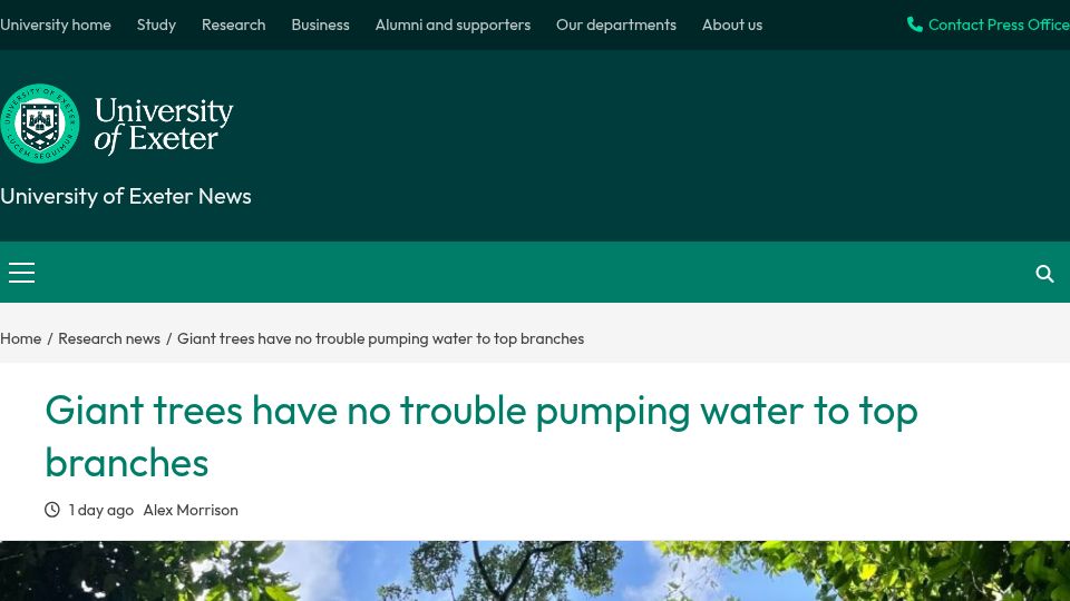 Screenshot of news.exeter.ac.uk: Giant trees have no trouble pumping water to top branches: new research