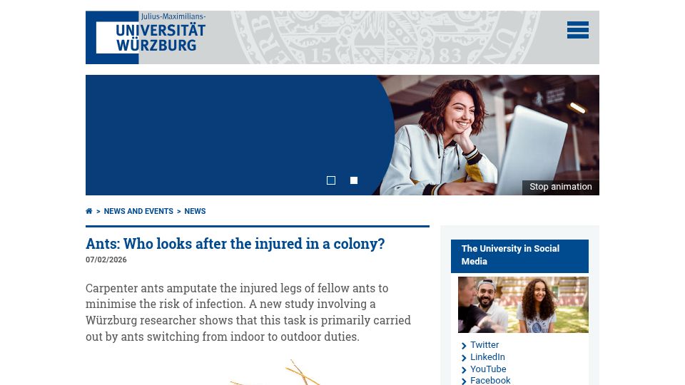Screenshot of uni-wuerzburg.de: Ants: Who looks after the injured in a colony?