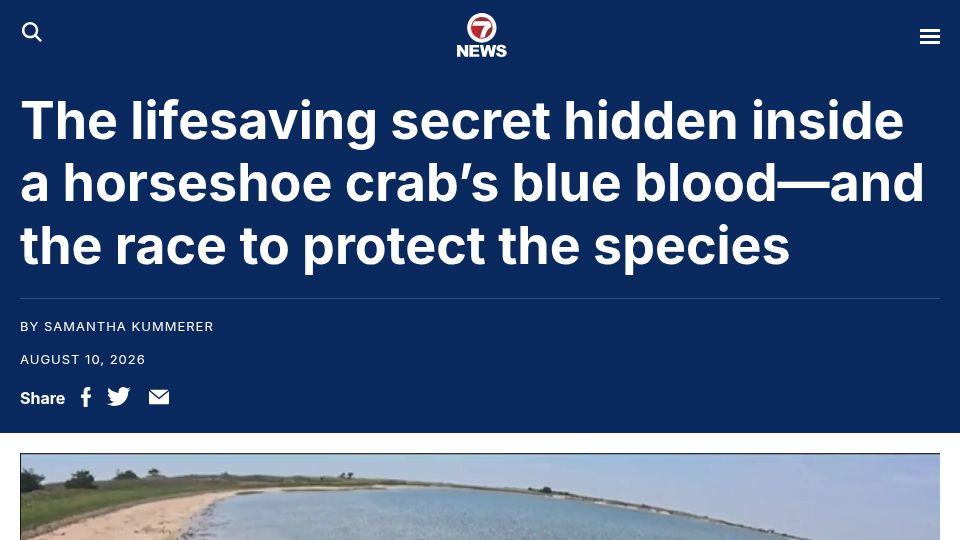 Screenshot of whdh.com: The lifesaving secret hidden inside a horseshoe crab's blue blood