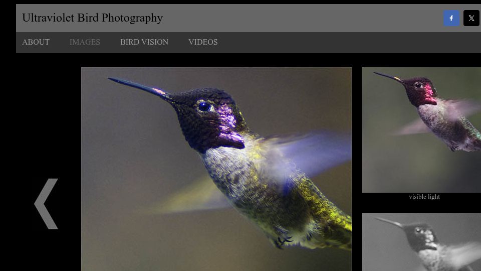 Screenshot of uvbirds.com: Ultraviolet Bird Photography