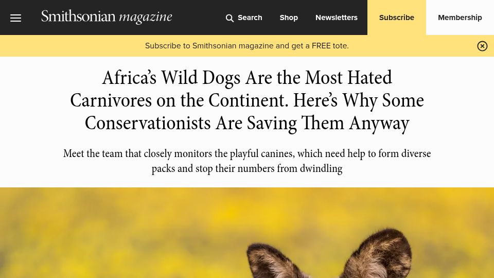 Screenshot of smithsonianmag.com: Some conservationists are helping to restore Africa’s wild dog populations
