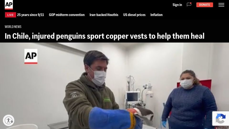 Screenshot of apnews.com: Copper lined vest to help penguins with recovery
