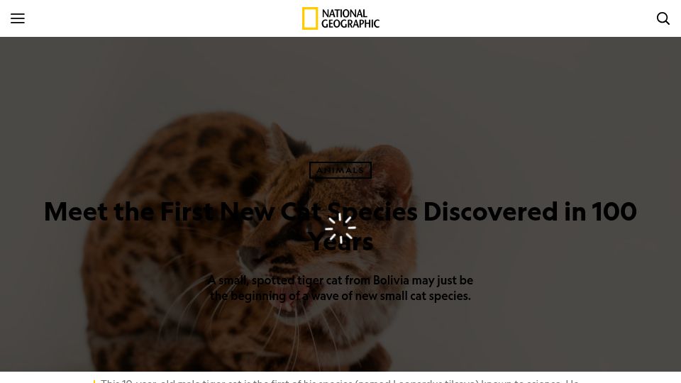 Screenshot of nationalgeographic.com: The first new cat species discovered in 100 years