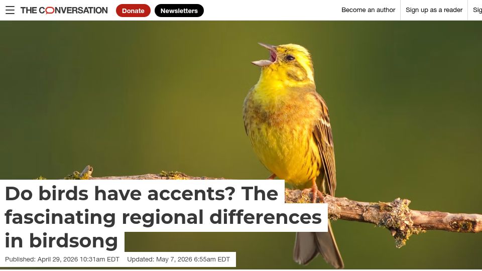 Screenshot of theconversation.com: Do birds have accents? the regional differences in birdsong