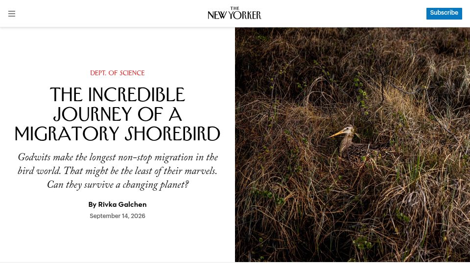Screenshot of newyorker.com: The Journey of a Migratory Shorebird
