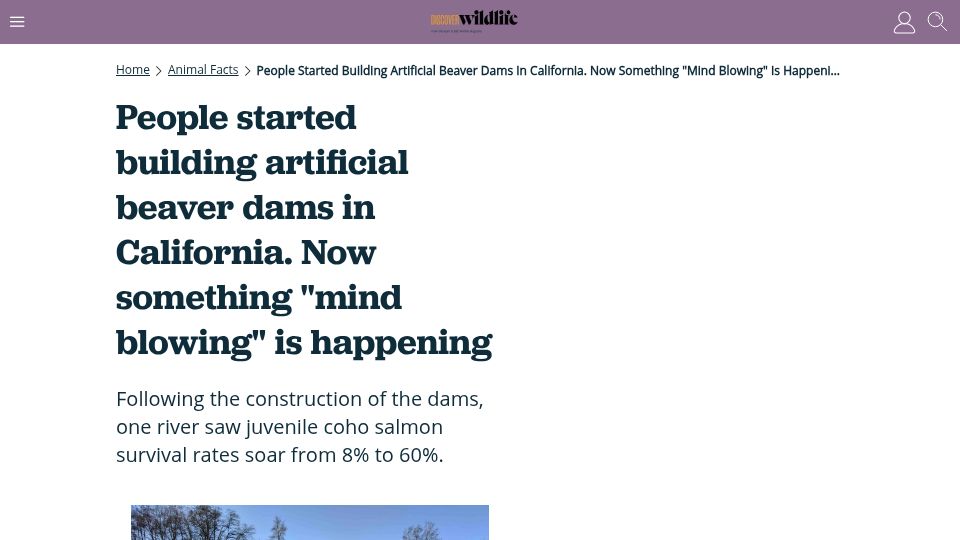 Screenshot of discoverwildlife.com: Artificial beaver dams saw juvenile coho salmon survival rates go from 8% to 60%